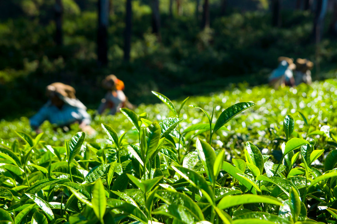 Benefici del Tè Verde per la Salute e il Benessere